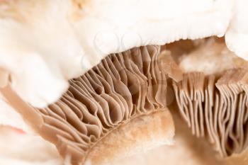 cap mushroom as a background . A photo