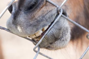 A horse behind a metal fence in the Zoo