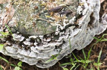 Inedible mushrooms on a stump in the park .