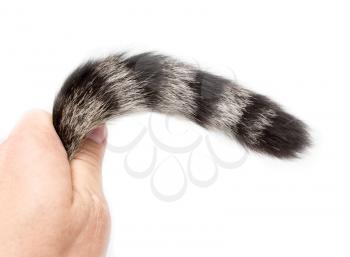 Striped cat tail isolated on white background .