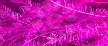Pink feather as an abstract background. Macro