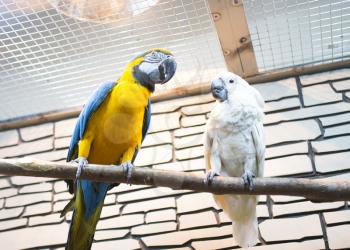 Two parrots sit on a branch in the zoo .