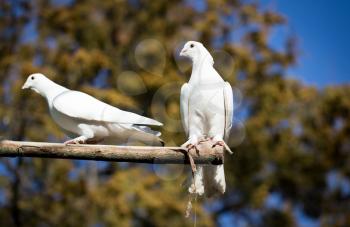 White dove on a stick in the nature .