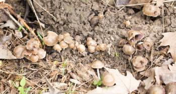 Inedible mushrooms on the ground in the park .