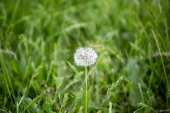 Fluffy dandelion on nature in the grass