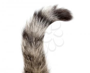 Striped cat tail isolated on white background .