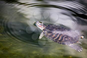 Turtle swimming in a pond in a zoo .