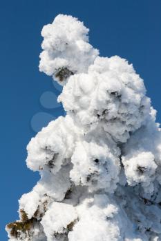 Royalty Free Photo of a Snow Covered Pine Tree