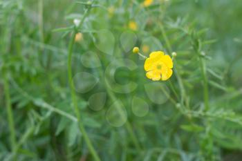 Royalty Free Photo of a Yellow Flower in the Garden