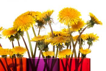 Royalty Free Photo of a Bunch of Dandelions