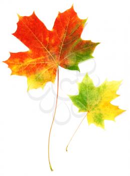 Royalty Free Photo of Maple Leaves