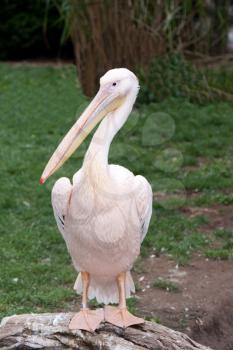 Royalty Free Photo of a Pelican