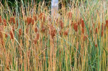 Royalty Free Photo of Bulrushes