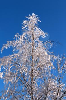 Royalty Free Photo of a Snowy Tree