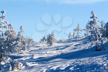 Royalty Free Photo of Snowy Trees in the Mountain