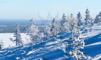 Royalty Free Photo of Snowy Trees on a Mountain