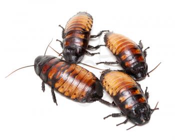Royalty Free Photo of Madagascar Cockroaches 