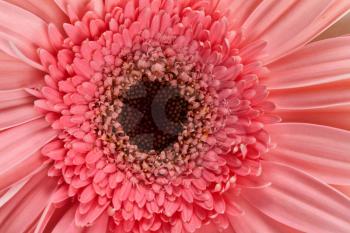 Royalty Free Photo of a Pink Gerber Daisy 