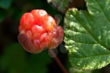 Royalty Free Photo of a Cloudberry