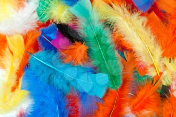 Royalty Free Photo of Colourful Feathers