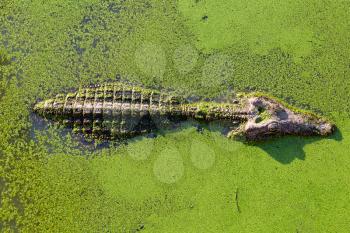 young alligator in Thailand wetland pond with duckweed and copy space. View from above.