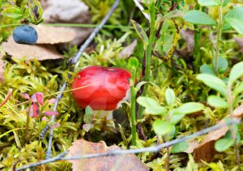 Young red mushroom in the green green grass