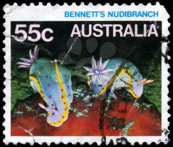 AUSTRALIA - CIRCA 1984: A Stamp printed in AUSTRALIA shows the Bennetts Nudibranch, series, circa 1984