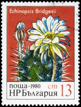 BULGARIA - CIRCA 1980: A Stamp printed in BULGARIA shows image of a Echinopsis bridgesii, from the series Blooming Cacti, circa 1980