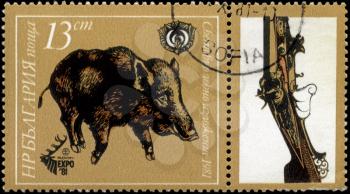 BULGARIA - CIRCA 1981: A Stamp shows image of a wild Boar in the theme of World Hunting Exhibition, series, circa 1981