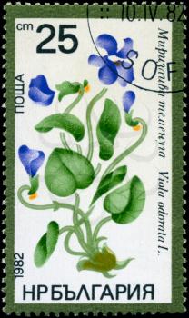 BULGARIA - CIRCA 1982: A Stamp shows image of a Viola with the designation Viola odorata L., series, circa 1982