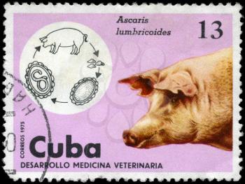 CUBA - CIRCA 1975: A Stamp shows the image of the Pig in the theme of 
Veterinary Medicine, series, circa 1975