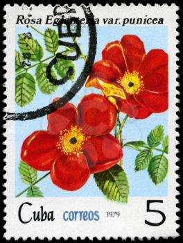 CUBA - CIRCA 1979: A Stamp shows image of a red Rose with the inscription rosa eglanteria var. punicea, series, circa 1979