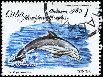 CUBA - CIRCA 1980: A Stamp printed in CUBA shows image of a Common Bottlenose Dolphin with the description Tursiops truncatus from the series Marine Mammals, circa 1980