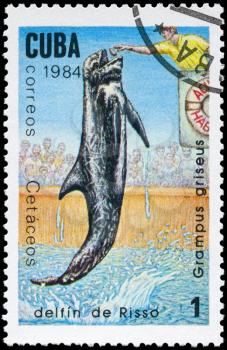 CUBA - CIRCA 1984: A Stamp printed in CUBA shows image of a Risso's Dolphin with the description Grampus griseus from the series Marine Mammals, circa 1984