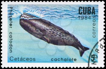 CUBA - CIRCA 1984: A Stamp printed in CUBA shows image of a Sperm Whale with the description Physeter catodon from the series Marine Mammals, circa 1984