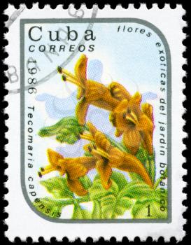 CUBA - CIRCA 1986: A Stamp printed in CUBA shows image of a Tecomaria capensis, from the series Exotic flowers in the Botanical Gardens, circa 1986