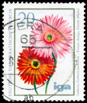 GDR - CIRCA 1975: A Stamp printed in GDR shows image of a Transvaal Daisies, series, circa 1975