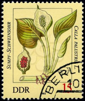 GDR - CIRCA 1982: A Stamp shows image of a Calla with the inscription Calla palustris L., series, circa 1982