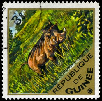 GUINEA - CIRCA 1975: A Stamp shows image of a Wart Hog with the inscription phacochoerus aethiopicus, series, circa 1975