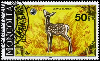 MONGOLIA - CIRCA 1984: A Stamp printed in MONGOLIA shows image of a Fawn with the description Cervus elaphus, series, circa 1984