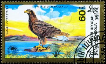MONGOLIA - CIRCA 1988: A Stamp shows image of a Eagle facing left with the inscription Haliaeetus albicilla from the series Wildlife Conservation, circa 1988