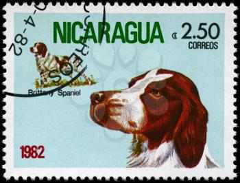 NICARAGUA - CIRCA 1982: A Stamp printed in NICARAGUA shows image of a Brittany Spaniel from the series Dogs, circa 1982
