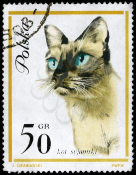 POLAND - CIRCA 1964: A Stamp printed in POLAND shows image of a Siamese Cat from the series European Cat, circa 1964