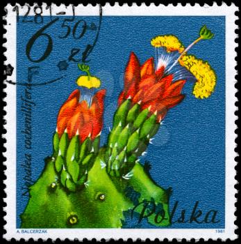 POLAND - CIRCA 1981: A Stamp shows image of a Nopalea with the designation Nopalea cochenillifera from the series Flowering Succulent Plants, circa 1981