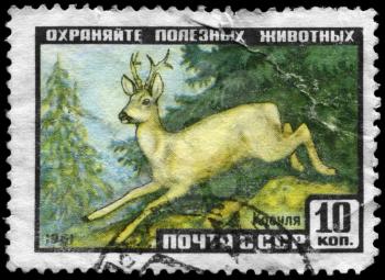 USSR - CIRCA 1961: A Stamp printed in USSR shows image of a Roedeer with the description Protection of Animals, circa 1961