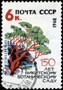 USSR - CIRCA 1962: A Stamp printed in USSR shows the Arbutus, from the series Nikitsky Botanical Gardens, 150th anniv., circa 1962