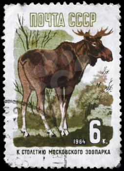 USSR - CIRCA 1964: A Stamp printed in USSR shows image of a European Elk from the series 100th anniv. of the Moscow zoo, circa 1964