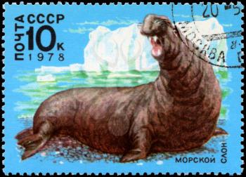 USSR - CIRCA 1978: A Stamp printed in USSR shows image of a Sea Elephant from the series Antarctic Fauna, circa 1978