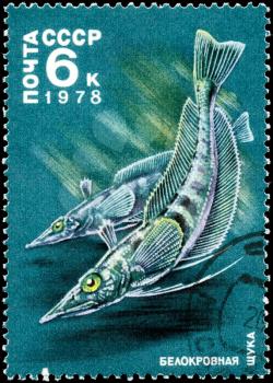 USSR - CIRCA 1978: A Stamp printed in USSR shows image of a Whiteblooded Pikes from the series Antarctic Fauna, circa 1978
