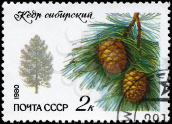 USSR - CIRCA 1980: A Stamp printed in USSR shows the Siberian Pine, series, circa 1980